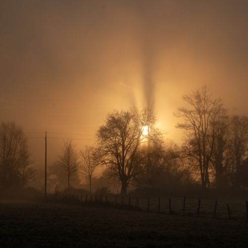 La lumière du soleil levant projette la silhouette de l'arbre sur les gouttes d'eau en suspension.